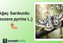 Ağaç Sarıkurdu (Zeuzera pyrina L.) 12 Agac Sarikurdu Zeuzera pyrina L