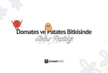 Domates & Patateste Stolbur Hastalığı ve Mücadelesi 15 Stolbur Hastaligi