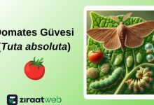 Domates Güvesi (Tuta absoluta) 13 domatesguvesi tuta